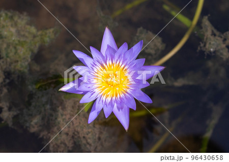 Beautiful blooming Nymphaea lotus flower with leaves, Water lily pot Beautiful blooming Nymphaea lotus flower with leaves, Water lily pot 96430658