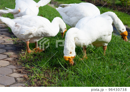 White gooses foraging in the park White gooses foraging in the park 96430738