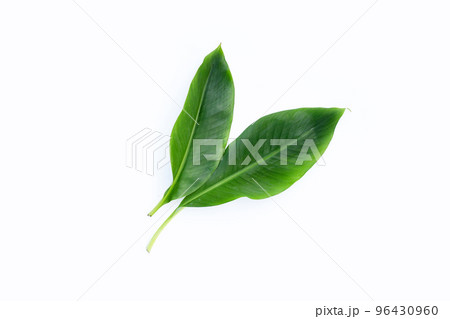 Fresh banana leaves on white background. Fresh banana leaves on white background. 96430960