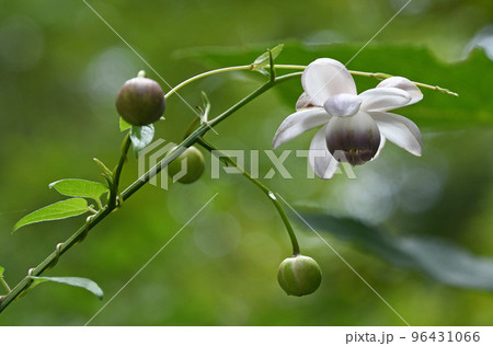 緑を背景に林床に生えている開いた花弁が透き通るような白色の花と球状の蕾が綺麗なレンゲショウマ 緑を背景に林床に生えている開いた花弁が透き通るような白色の花と球状の蕾が綺麗なレンゲショウマ 96431066