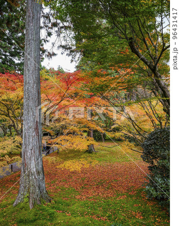 大原三千院（秋季）境内の紅葉 96431417