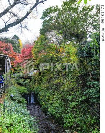 大原三千院（秋季）参道 96431473