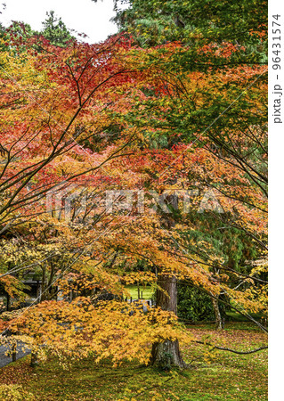 大原三千院（秋季）境内の紅葉 96431574