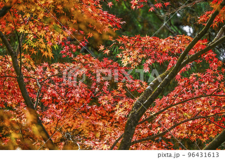 大原三千院(秋季)境内の紅葉 大原三千院(秋季)境内の紅葉 96431613