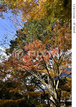大原三千院（秋季）境内の紅葉 96431621