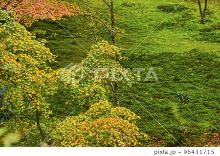 大原三千院(秋季)境内の紅葉 大原三千院(秋季)境内の紅葉 96431715