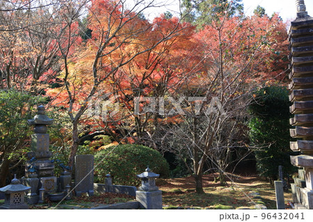 雷山千如寺　楓　日本庭園 96432041