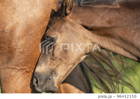 portrait of black little foal  walking with mom at sunny summer day.close up 96432150