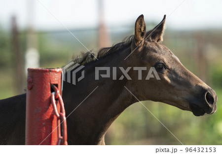 portrait of black little foal at sunny summer day.close up portrait of black little foal at sunny summer day.close up 96432153