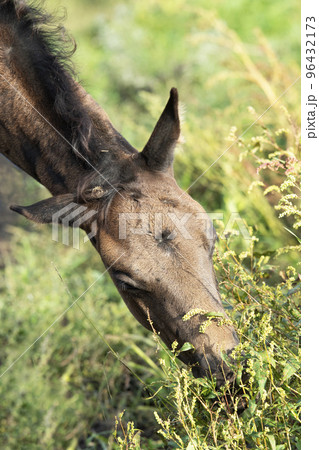 portrait of beautiful black- brown colt grazing at field . close up. cloudy day portrait of beautiful black- brown colt grazing at field . close up. cloudy day 96432173