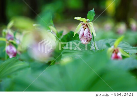群生するクマガイソウの花 96432421