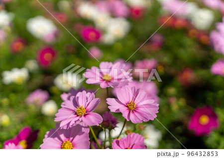 コスモス あしかがフラワーパーク コスモス あしかがフラワーパーク 96432853