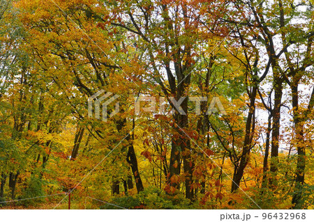 紅葉に色づいた木々 紅葉に色づいた木々 96432968