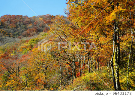 紅葉に色づいた山 紅葉に色づいた山 96433178
