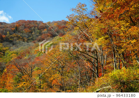 紅葉に色づいた山 紅葉に色づいた山 96433180