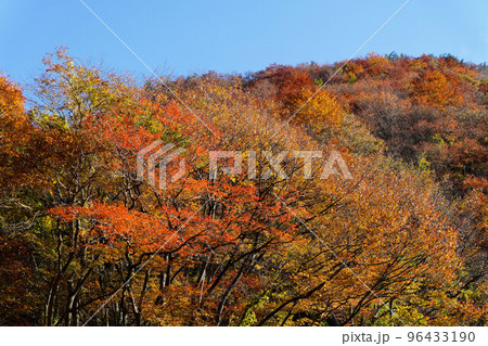 紅葉に色づいた山 96433190