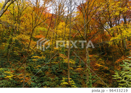 紅葉に色づいた山 紅葉に色づいた山 96433219