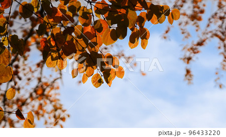 青空と紅葉した葉 青空と紅葉した葉 96433220