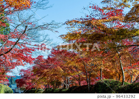 高野山「金剛峯寺」蛇腹道　紅葉の並木道と背景の青空 96433292