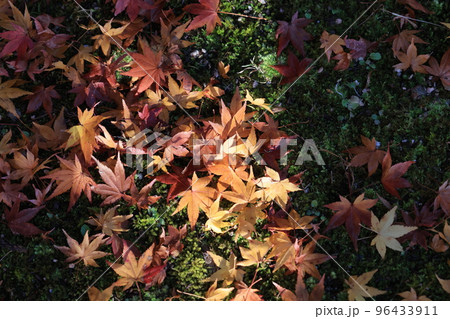 紅葉6722 96433911