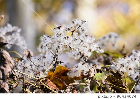 ボタンヅルの綿毛とタネ 96434074