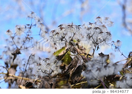 ボタンヅルの綿毛とタネ 96434077