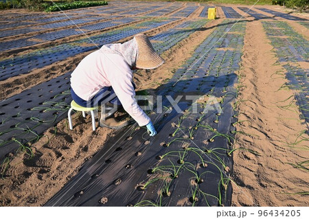 農作業風景・玉ねぎ苗の定植 96434205