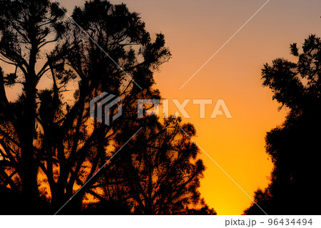 夕陽が差し込む木のシルエット 夕陽が差し込む木のシルエット 96434494
