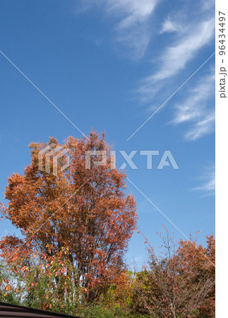 (秋風景)晴天の紅葉樹、雲、空:縦構図 (秋風景)晴天の紅葉樹、雲、空:縦構図 96434497