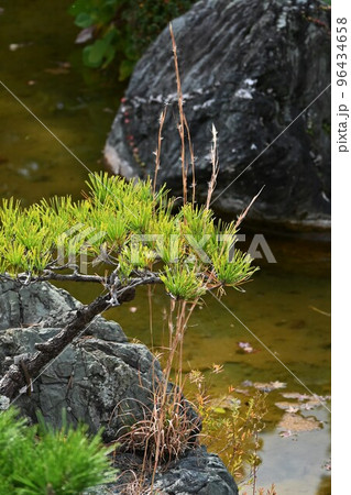 メリケンカルカヤ（米利堅刈萱） 96434658