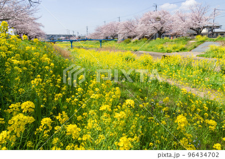 佐奈川堤の桜と菜の花 佐奈川堤の桜と菜の花 96434702