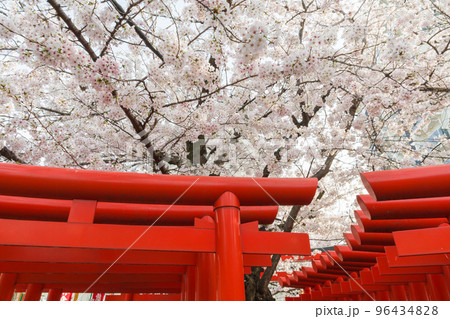 連続した鳥居と満開の桜 連続した鳥居と満開の桜 96434828