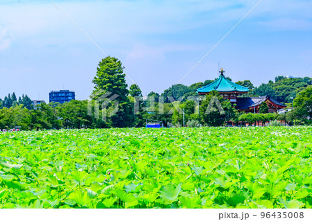 【東京の都市風景】上野公園周辺の都市風景 96435008