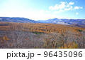 蓼科高原のカラマツ原生林黄葉 96435096