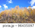 蓼科高原のカラマツ黄葉 96435097