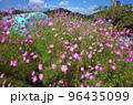 北杜市農園のコスモス満開 96435099
