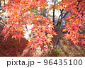 昇仙峡のイロハモミジ紅葉 96435100