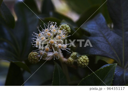 ヤツデの花 ヤツデの花 96435117