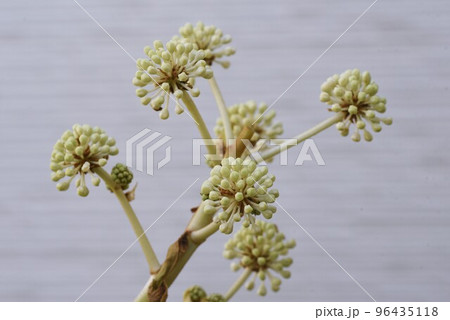 ヤツデの花 ヤツデの花 96435118