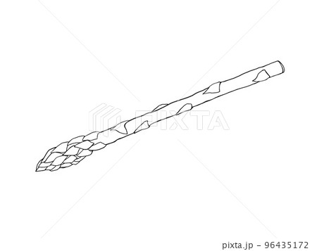 アスパラガスのシンプルな線画イラスト 96435172