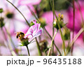 コスモス畑のミツバチ 96435188