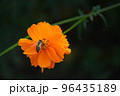 密を吸うハチ　コスモス畑にて 96435189