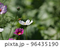花粉を飛び散らすコスモス畑のミツバチ 96435190