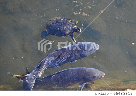 小川で泳ぐミシシッピアカミミガメ（ミドリガメ） 96435315