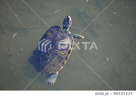 小川で泳ぐミシシッピアカミミガメ(ミドリガメ) 小川で泳ぐミシシッピアカミミガメ(ミドリガメ) 96435324