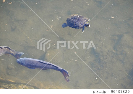 小川で泳ぐミシシッピアカミミガメ（ミドリガメ） 96435329