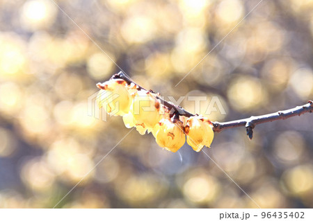 蝋梅とキラキラ背景 96435402