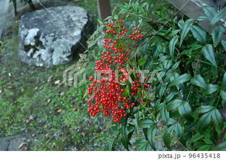 ナンテン（南天）・花と実 96435418