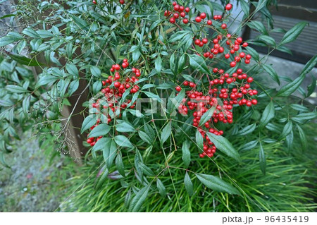 ナンテン(南天)・花と実 ナンテン(南天)・花と実 96435419