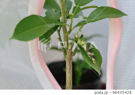 ナミアゲハの脱皮〈ユズの葉の上で、ナミアゲハの芋虫が脱皮して終齢幼虫になるところ〉 ナミアゲハの脱皮〈ユズの葉の上で、ナミアゲハの芋虫が脱皮して終齢幼虫になるところ〉 96435428
